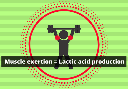 Prevent Lactic Acid Buildup-Exercise, Rest, Eat, Repeat